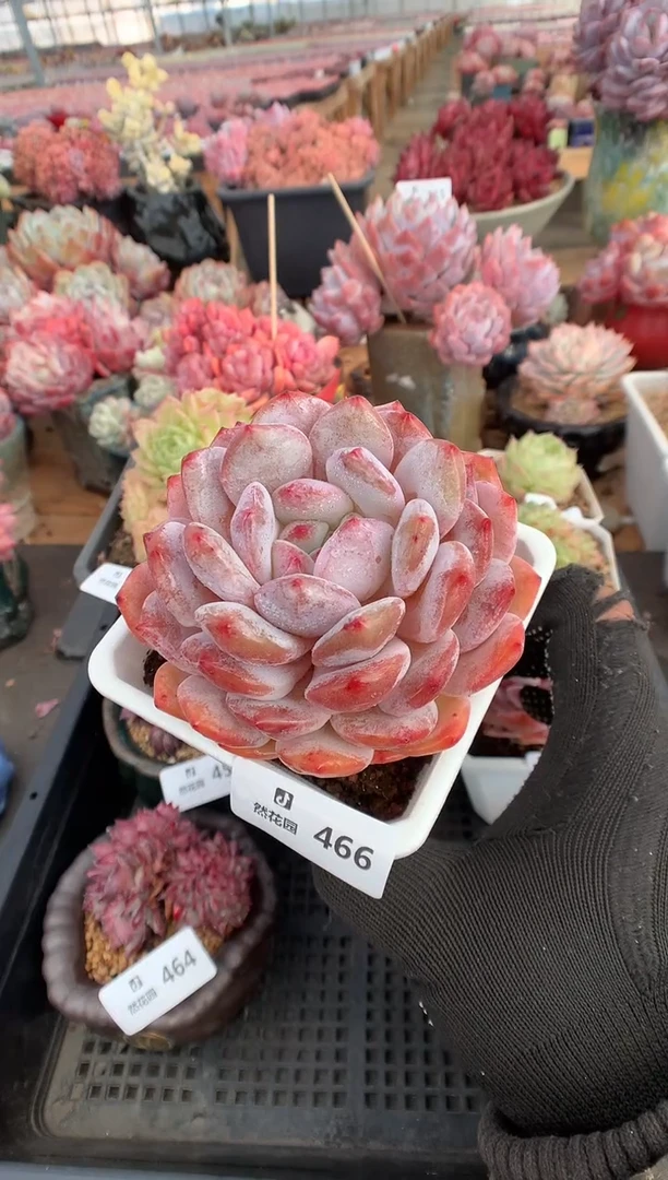 466雪天使多肉植物一物一拍