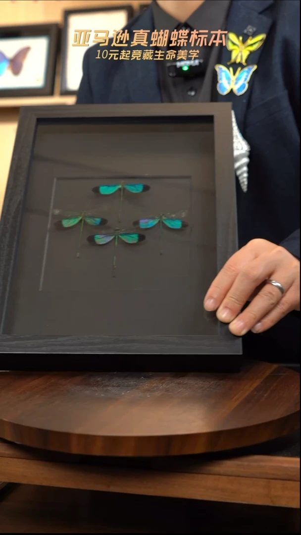 四华艳色蟌标本组合