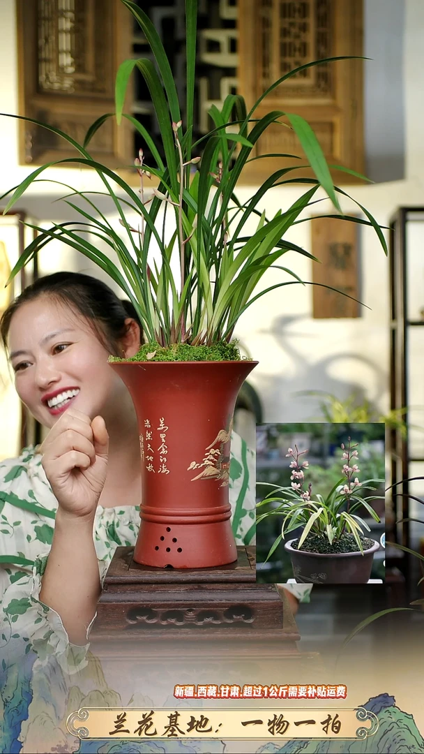 花仙子带紫砂盆1111