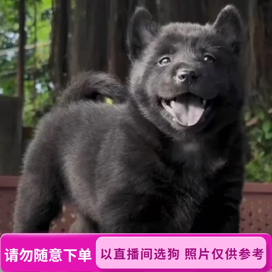 旺旺财田园犬代淘五黑五红黄狗白面 土松（请勿乱拍以直播间为准）