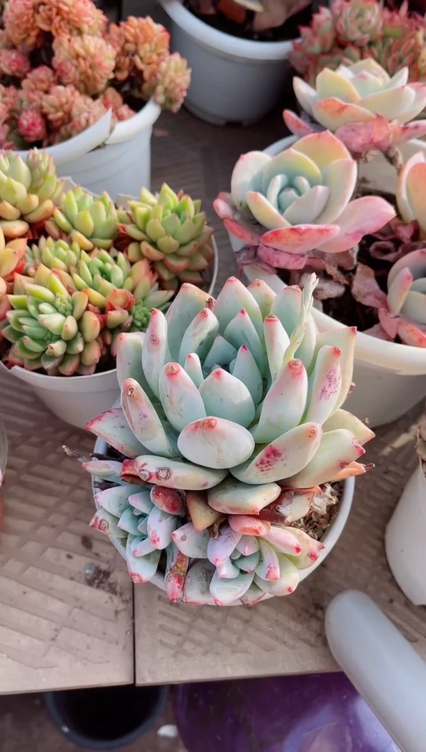 【闪购商品】26139