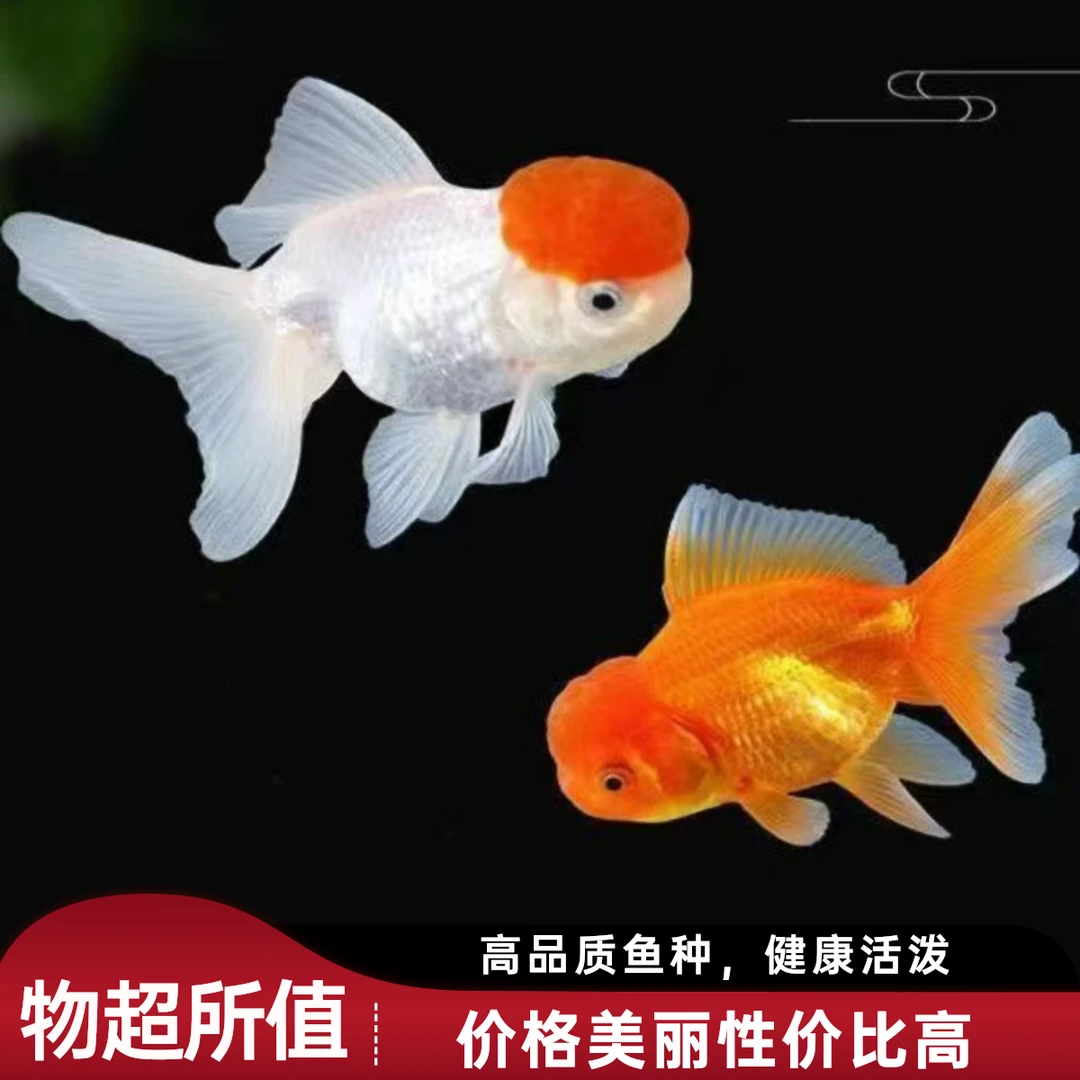 金鱼观赏鱼小型冷水鱼淡水活体鱼场直发宠物鱼龙睛鸿运大眼鱼龙睛