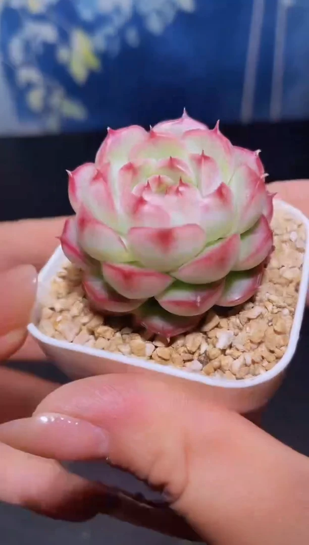 【闪购商品】106红丸多肉