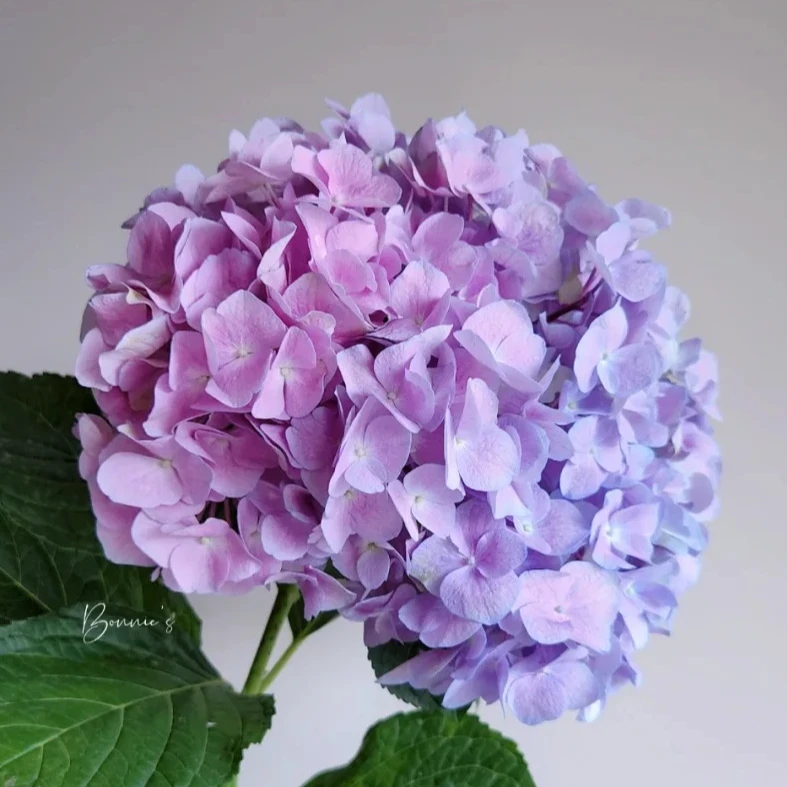 【到手两支】 绣球花 店铺现货包邮 鲜花鲜切花