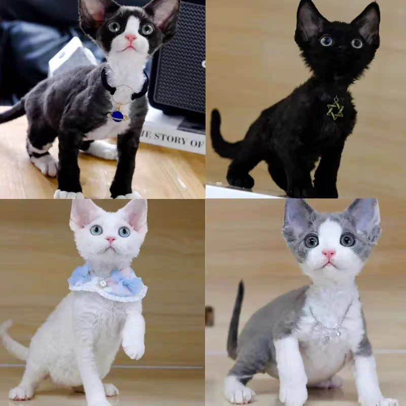 理想126李恒纯种银渐层猫幼猫活体英短金渐层猫矮脚宠物猫咪幼崽