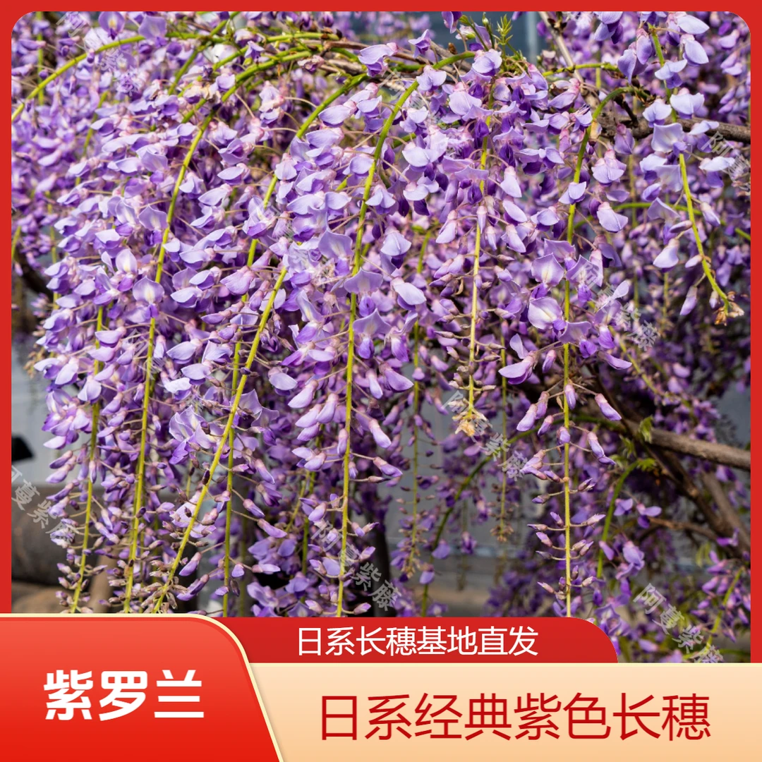 AM紫罗兰（紫色长穗）日系长穗多花紫藤基地直发包对版