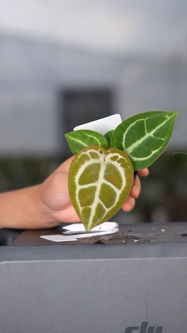 完全开放灰杂铜锣