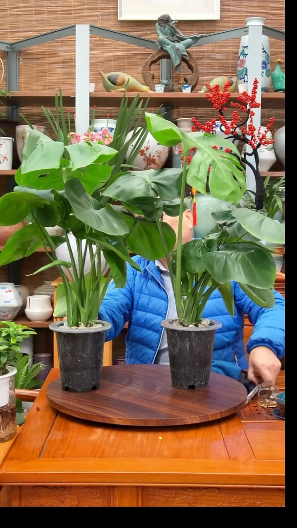 无花朵越**好水之韵水培龟背竹2颗