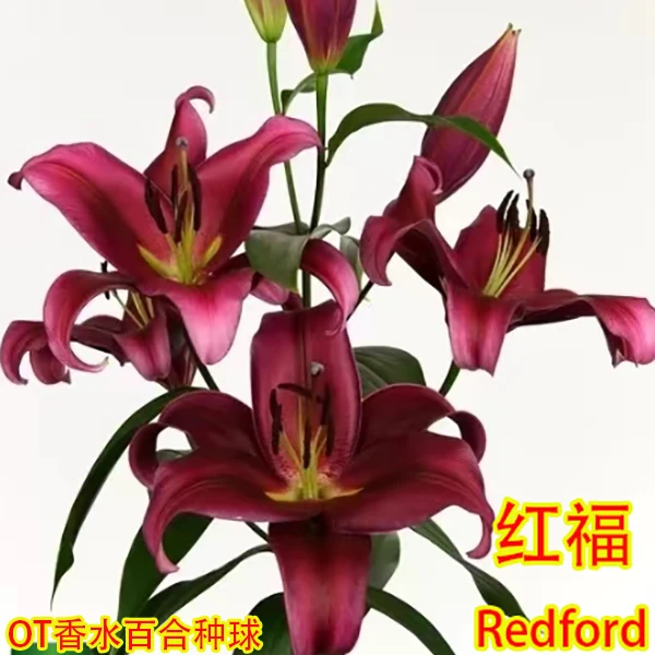 【红福】OT浓香大花香水百合球 秋季需要盆栽（球茎周长见规格）（3球）