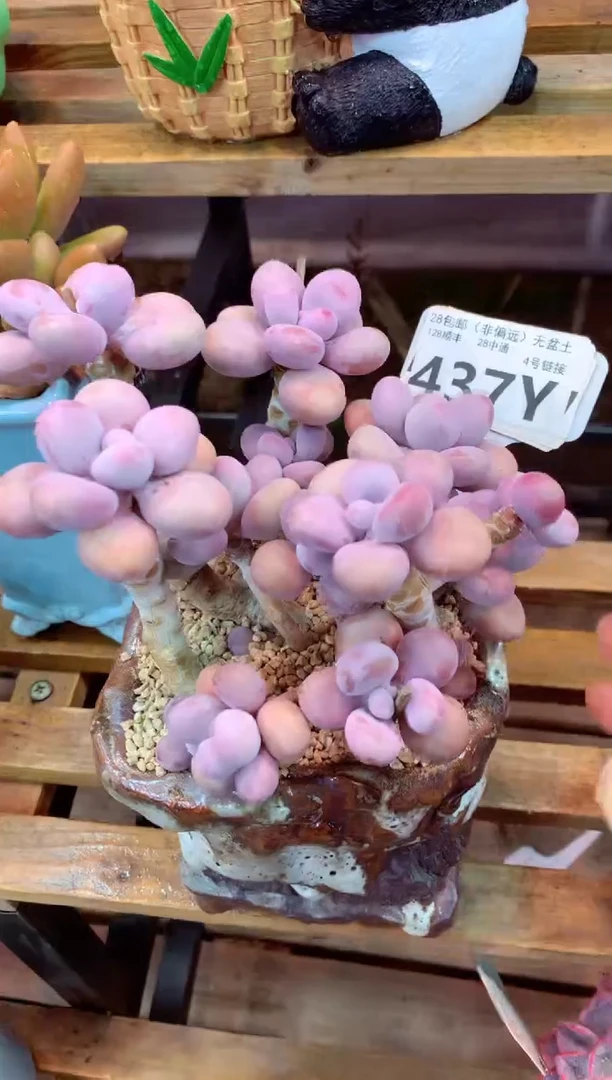 437Y（一物一拍，精品多肉，w所见即所得 ）