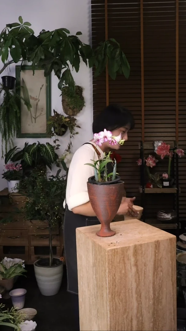全部花朵 泼墨紫 石斛兰 带盆 种好发货 顺丰