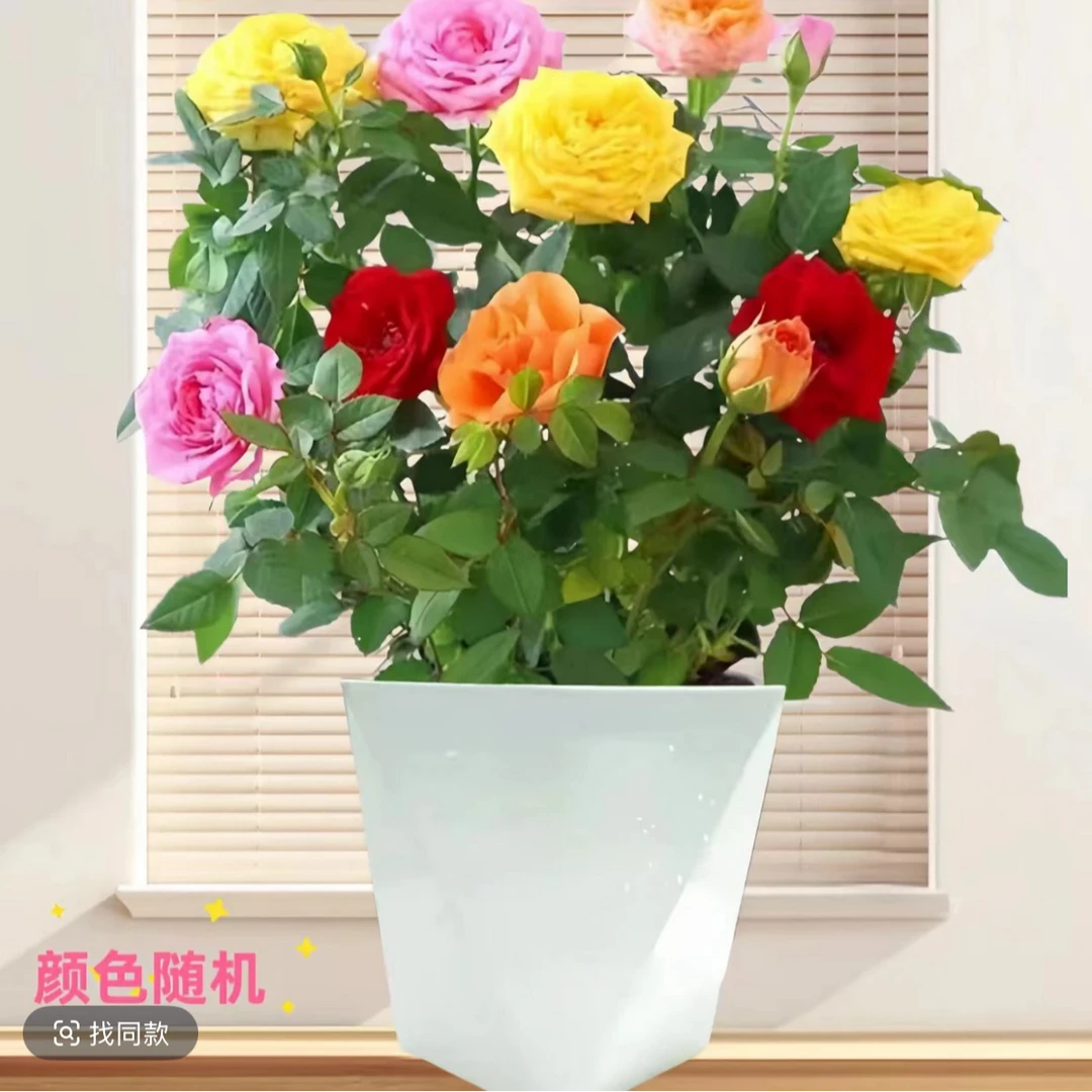 【混色月季带花苞】四季开花阳台月季花苗花卉室内外阳台