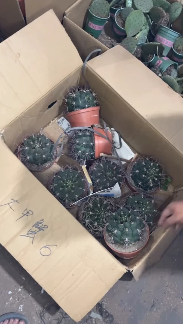 实生根 新天地 8-11cm