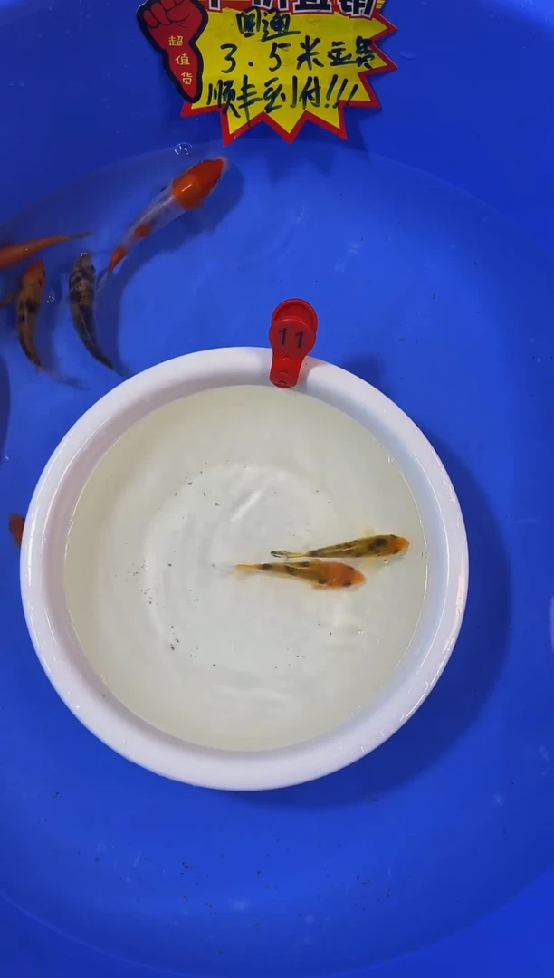 锦鲤活体二号链接