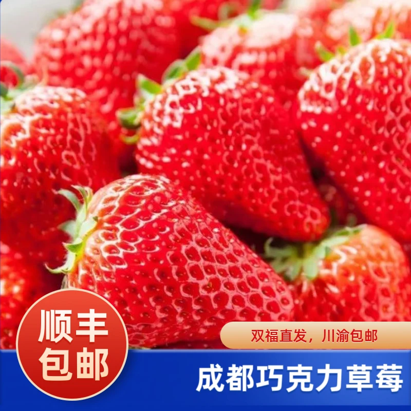 成都巧克力草莓精选大果当季应季水果新鲜草莓老少皆宜只发川渝