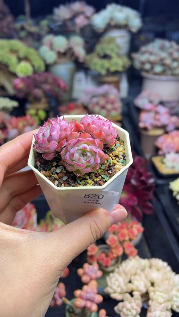 涵**媛820           不带盆