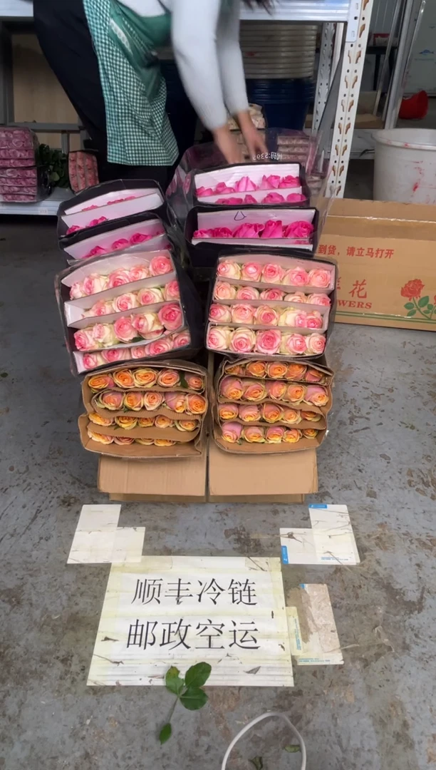 迪薇娜20枝+艾沙20枝+糖果20枝