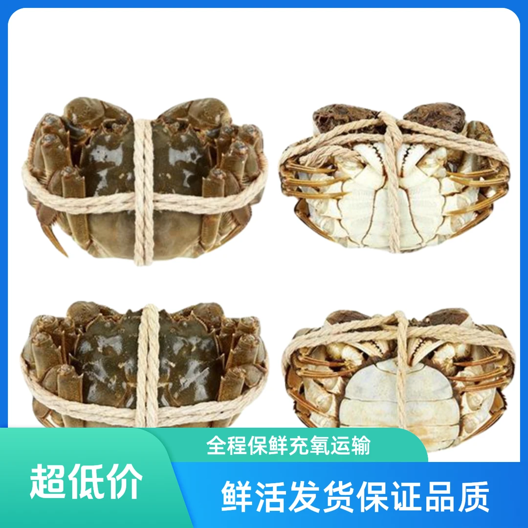 【鲜活大闸蟹】精品公蟹3.3两3斤8只左右按斤称大小随机江苏兴化大闸蟹螃蟹
