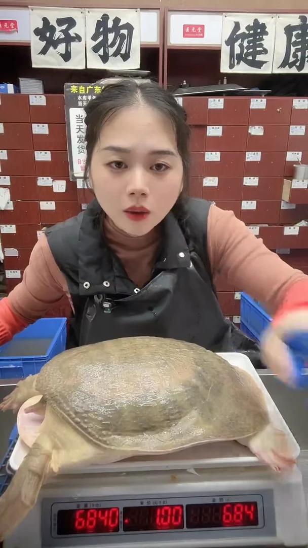 中国大陆寻**来6.5斤5只共32斤以上