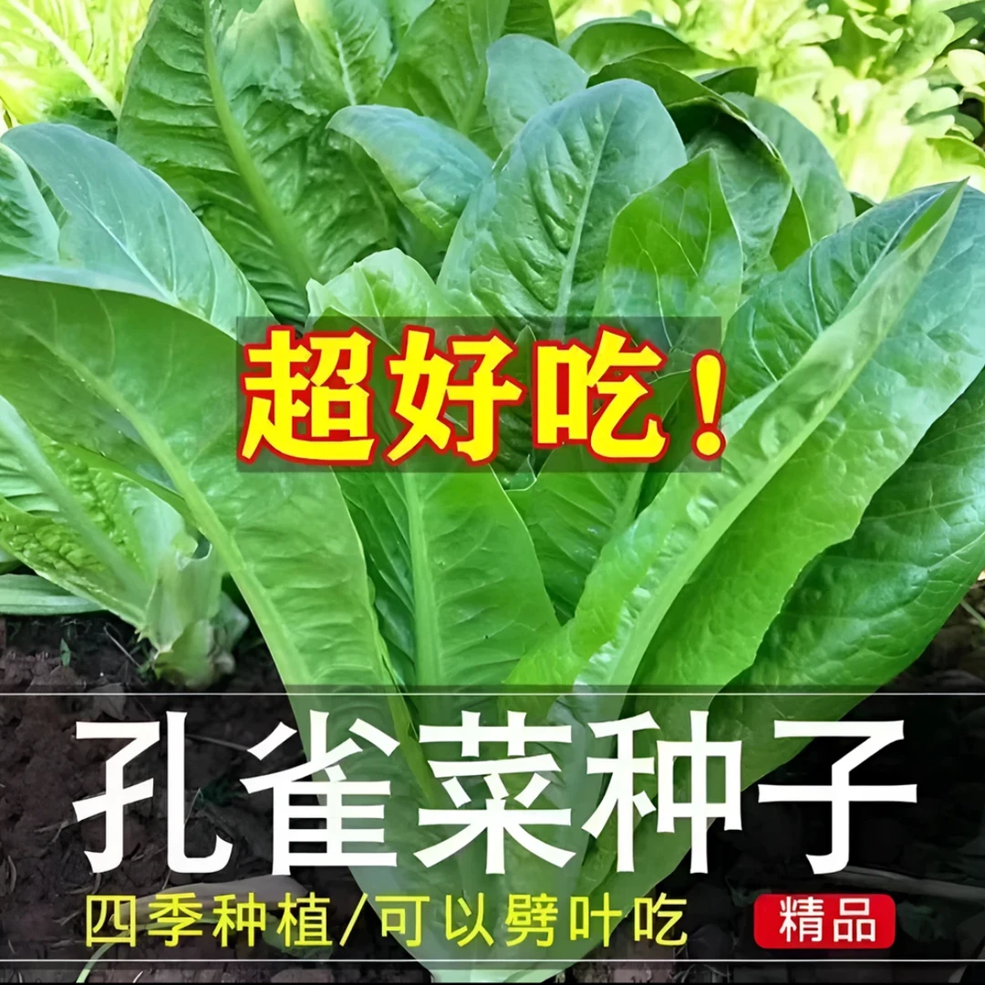 耐寒孔雀菜种子高产好吃脆嫩四季种植家庭蔬菜种子盆栽地栽阳台盆