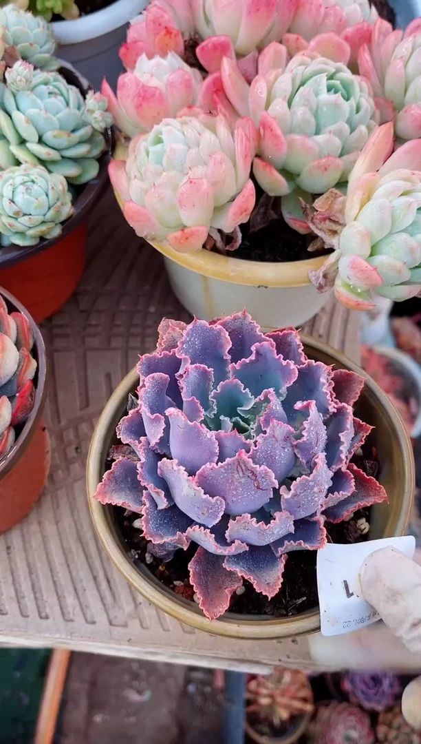 【闪购商品】22071