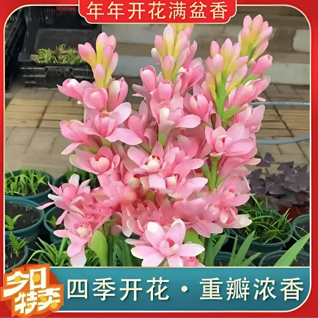 【重瓣晚香玉种球】重瓣晚香玉四季开花浓香花卉【带芽发货】