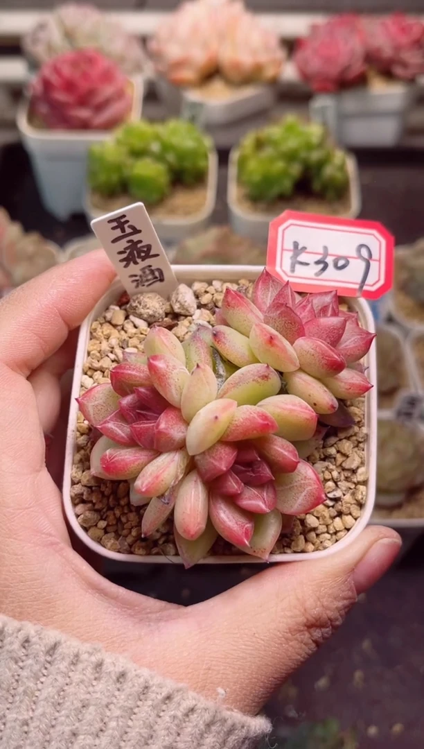 【闪购商品】k309玉液酒一物一拍