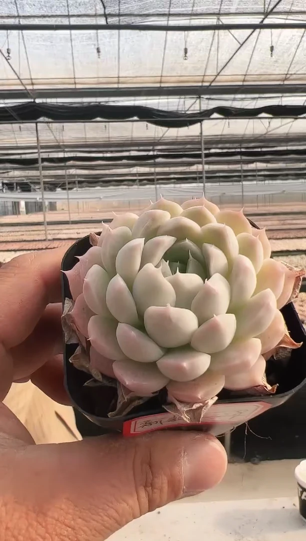 【闪购商品】新款多肉-329