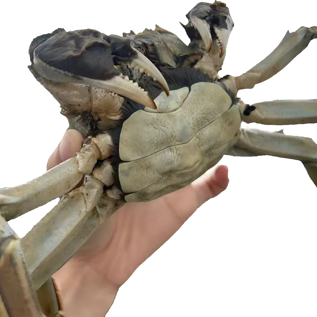 【活蟹现发】江苏精品大闸蟹 公4.5-4.2母3.5-3.2两对半 8只10只