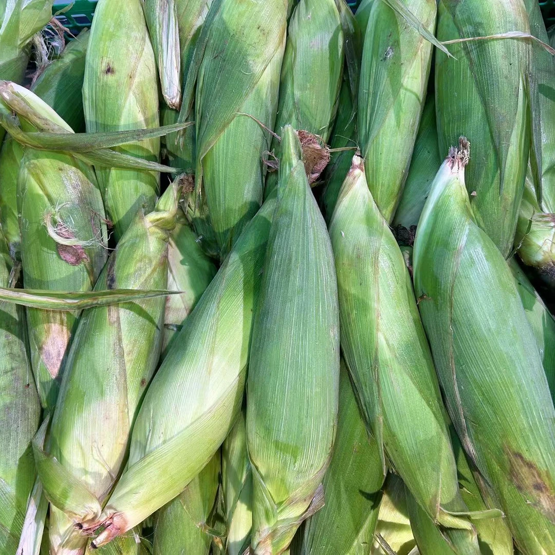 黏玉米3根g（蔬菜）白糯玉米黄糯玉米