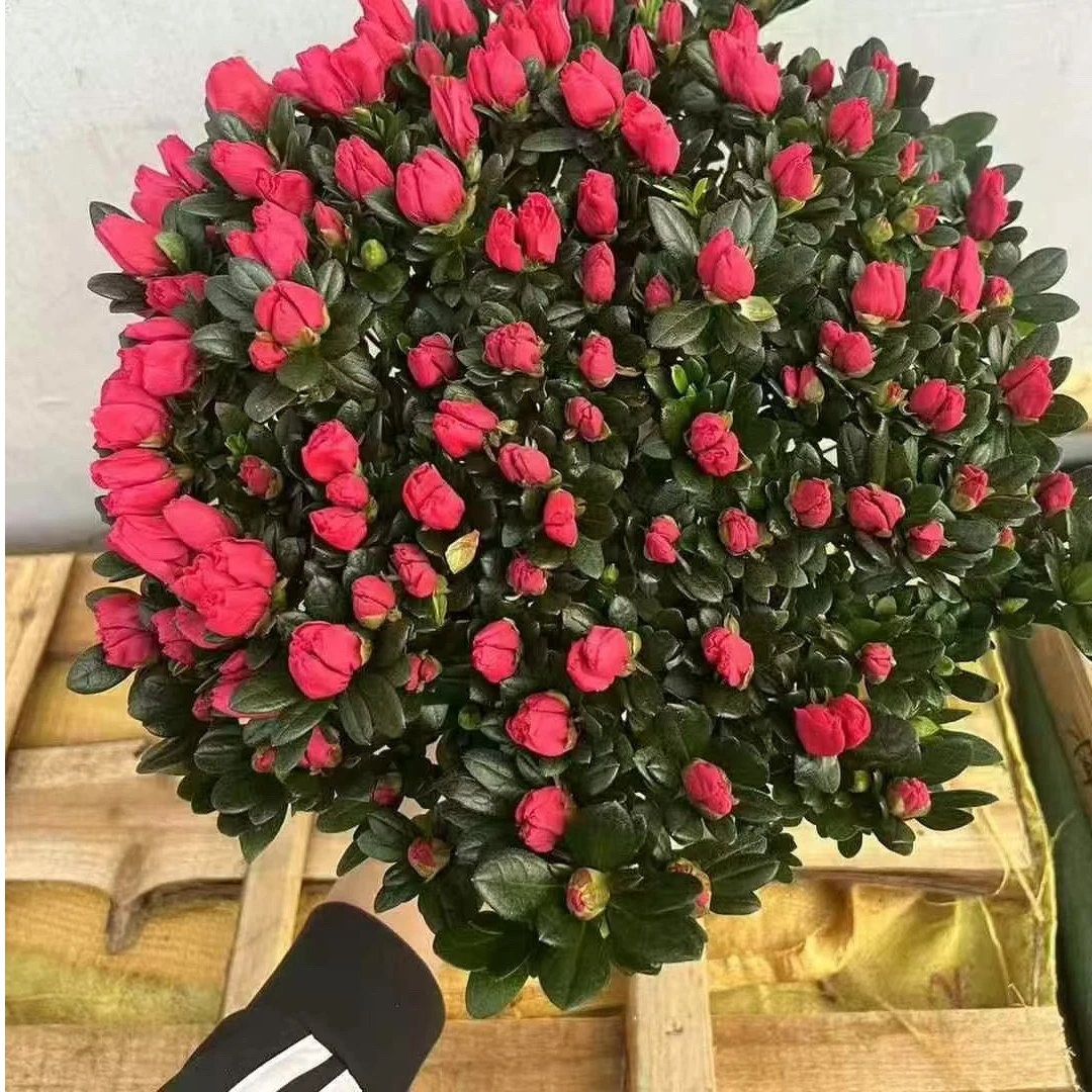 杜鹃花四季开花花期长