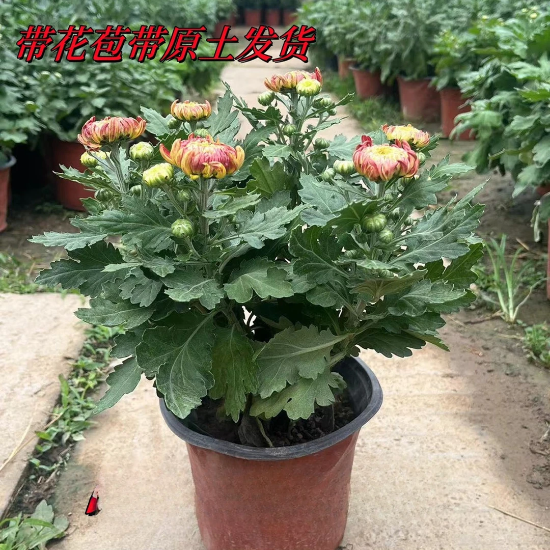 [国华艳姬]大菊花盆栽带花苞发货新款秋菊耐寒阳台室外多年生菊花