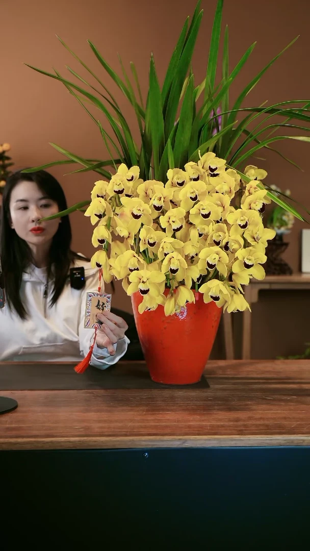 【闪购商品】盆景金玉满堂 拱兰 红