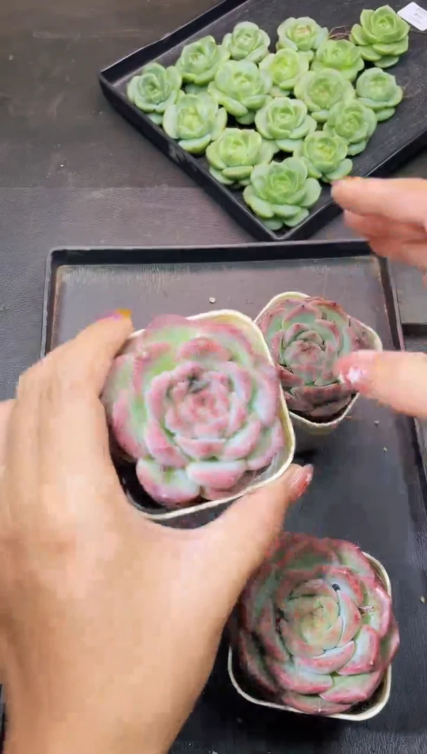 8114菡萏之心量拍一个随机发