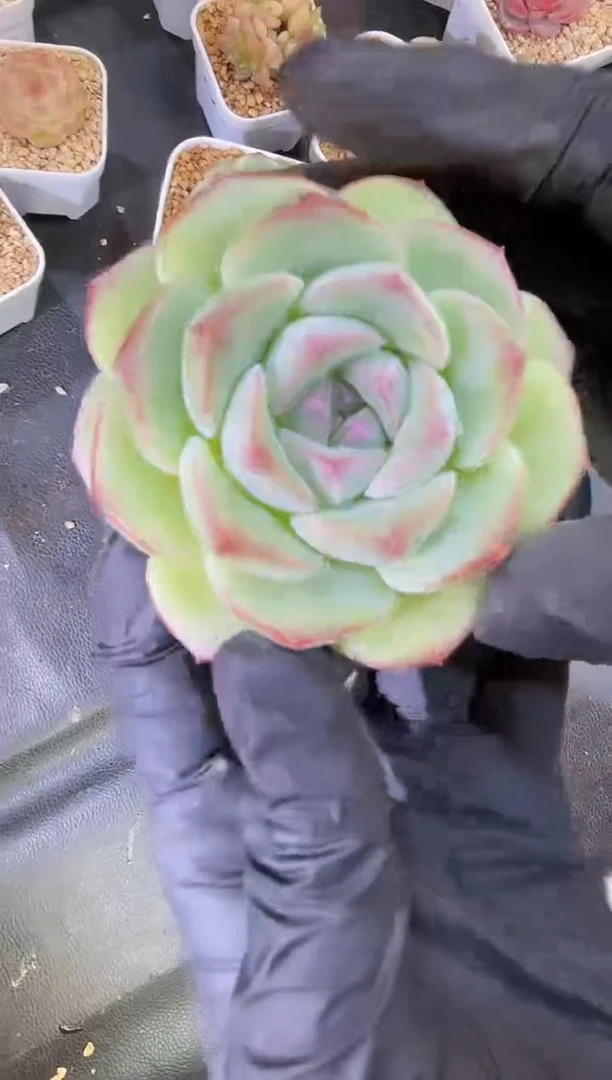 闪购1666  鸡蛋奶泡多肉一颗4-5厘米