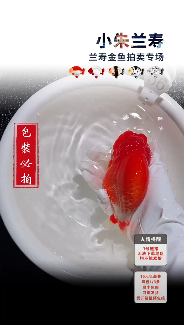 金鱼包装必拍未拍顺丰到付36号