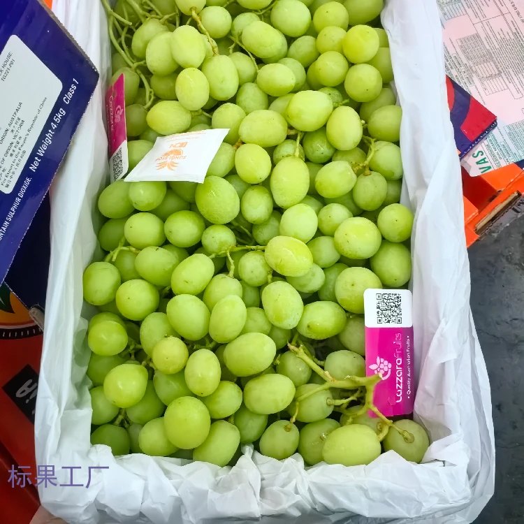 澳大利亚甜地球青提A级果｜超级爽脆口；多汁，甜青提