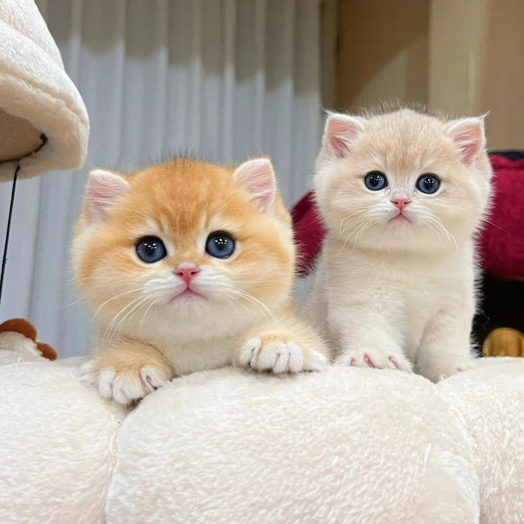 『黑娃儿的宠物店』 猫猫活体链接