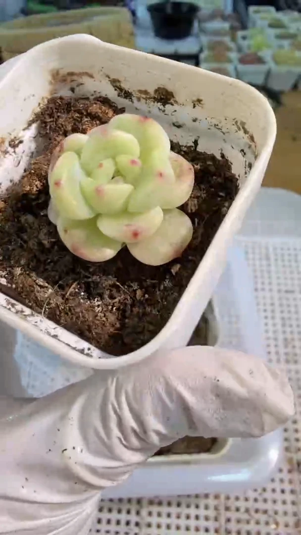 T2蜜糖五方一盆 单双混 量拍混发