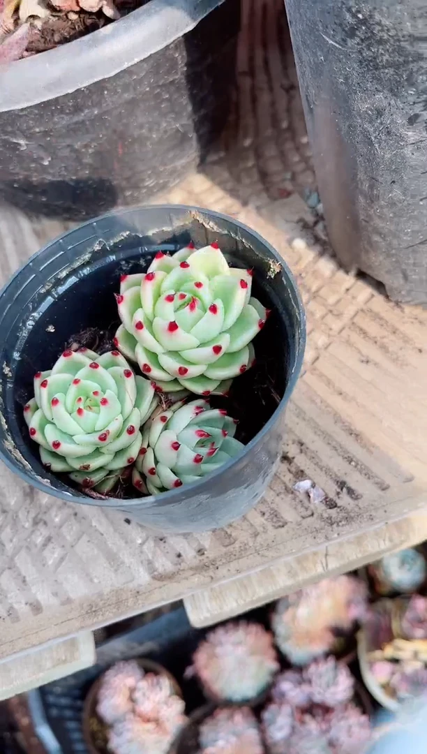 【闪购商品】14142