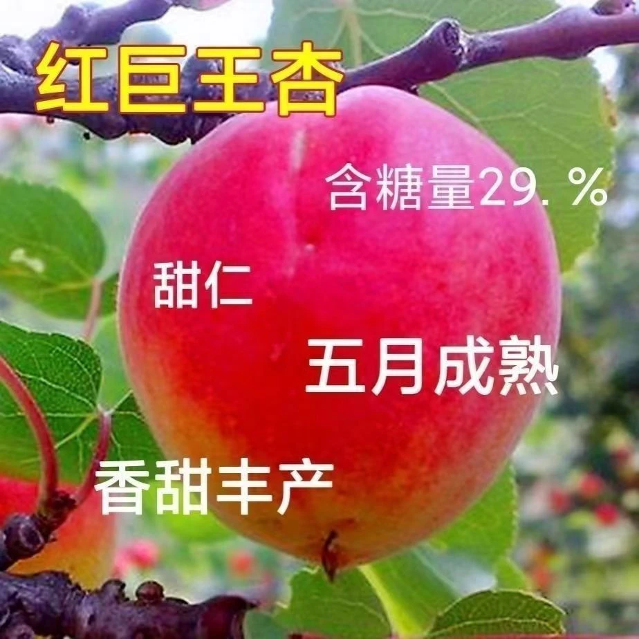 嫁接杏树苗新品种帝王杏特大超甜巨蜜王南方北方种植盆栽地栽