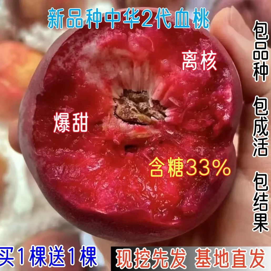 新品种大果纯甜中华2代血桃桃树苗盆栽地栽南方北方桃子树苗