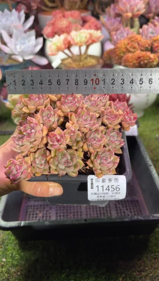 【闪购商品】11456