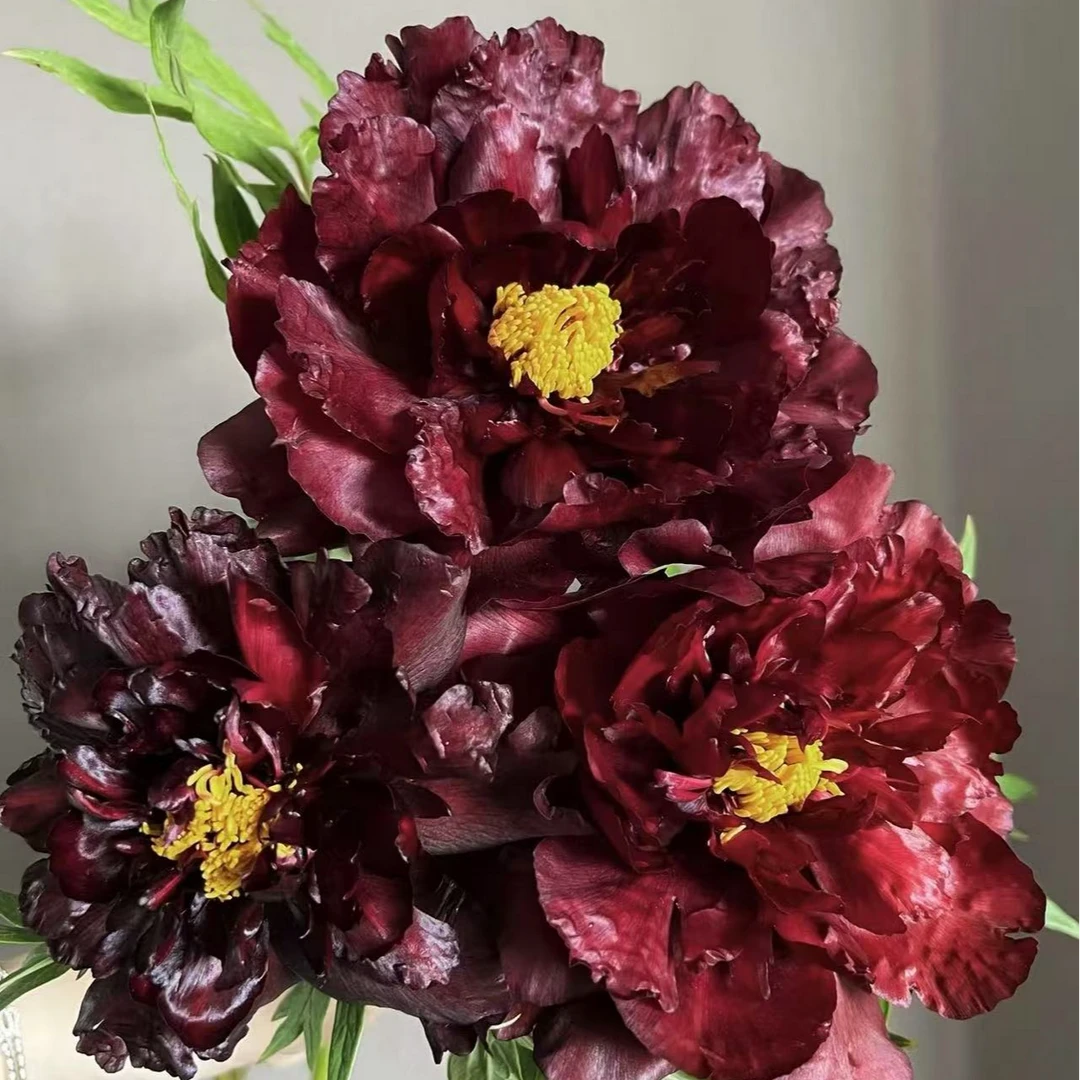 【原盆原土-黑豹】洛阳正宗重瓣牡丹花室内庭院盆栽牡丹花基地直发