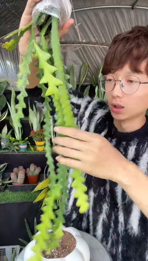 【闪购商品】25厘米起鱼骨裸根5棵12.8