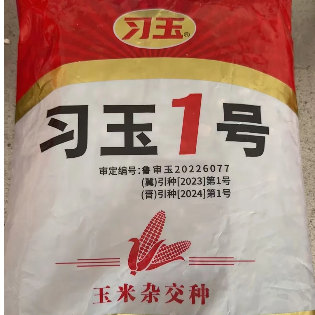 玉米杂交种习玉1号