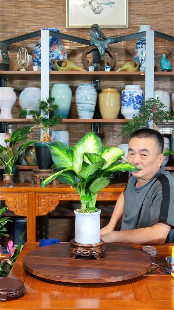 无花朵笨**笨水之韵水培玛丽安