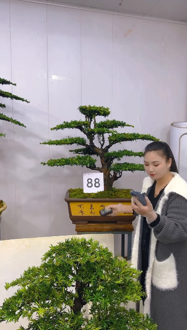 无花朵一物一拍一物一拍