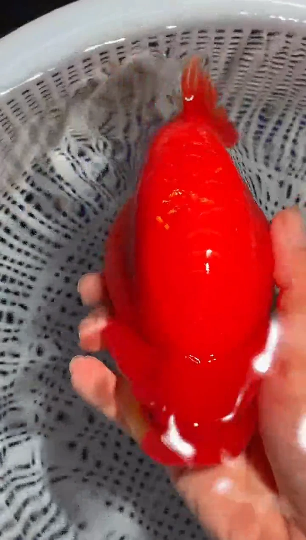 金鱼（运费自理，马印灯照射）福州追鱼兰寿金鱼