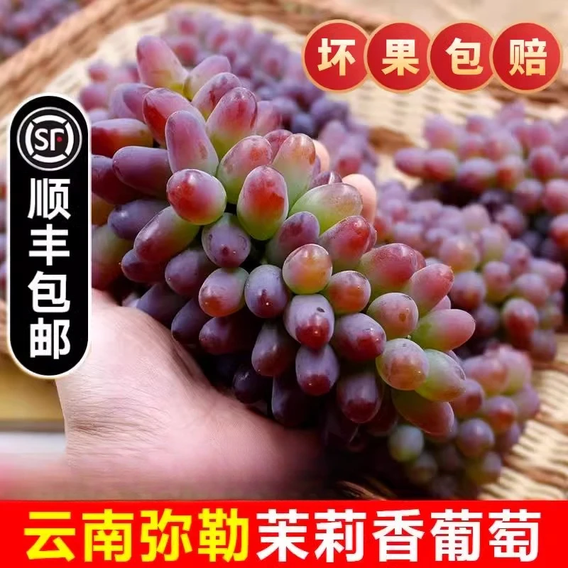 【顺丰包邮】 云南茉莉香葡萄新鲜现摘郁金香无籽提子孕妇水果整箱